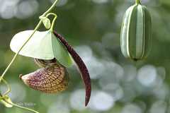 Aristolochia ringens